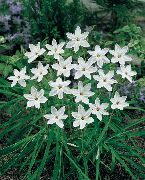 beyaz çiçek Bahar Starflower (Ipheion) fotoğraf