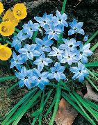 светло син Цвете Пролетта Starflower (Ipheion) снимка
