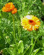 Pot Kadife Çiçeği turuncu çiçek