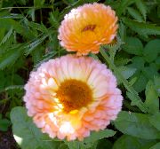 ვარდისფერი ყვავილების Pot Marigold (Calendula officinalis) ფოტო