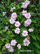 ვარდისფერი ყვავილების Calystegia (Calystegia pubescens) ფოტო