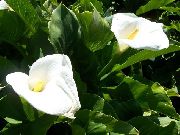 beyaz çiçek Zambak, Zambak Arum (Calla) fotoğraf