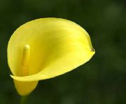 geltonas žiedas Calla Lily, Kalis  nuotrauka