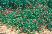 kırmızı çiçek Meksikalı Winecups, Haşhaş Ebegümeci (Callirhoe involucrata) fotoğraf