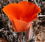 crvena Cvijet Šego Ljiljan, Tolmie Zvijezda Tulipana, Dlakave Maca Uši (Calochortus) foto