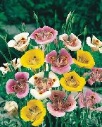žuti Cvijet Šego Ljiljan, Tolmie Zvijezda Tulipana, Dlakave Maca Uši (Calochortus) foto