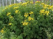 garden flowers yellow Curled Tansy, Curly Tansy, Double Tansy, Fern-leaf Tansy, Fernleaf Golden Buttons, Silver Tansy  Tanacetum  photos, description, cultivation and planting, care and watering