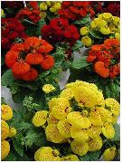rood  Dame Pantoffel, Slipper Bloem, Slipperwort, Zakboekje Plant, Zak Bloem (Calceolaria) foto