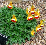 oranžinis žiedas Motinos Šlepetė, Šlepetė Gėlė, Slipperwort, Knygelė Augalas, Maišelis Gėlė (Calceolaria) nuotrauka