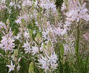 garden flowers pink Camassia  Camassia  photos, description, cultivation and planting, care and watering