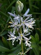 garden flowers white Camassia  Camassia  photos, description, cultivation and planting, care and watering