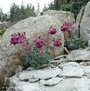 შინდისფერი ყვავილების Saxifraga  ფოტო