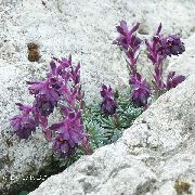 Saxifraga пурпурен Цвете