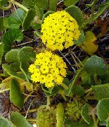 ყვითელი ყვავილების ქვიშის ვერბენა (Abronia) ფოტო