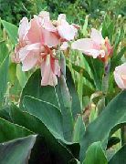 ვარდისფერი ყვავილების Canna ლილი, ინდოელი გასროლა მცენარეთა  ფოტო