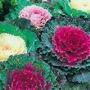 garden flowers pink Flowering Cabbage, Ornamental Kale, Collard, Curly kale  Brassica oleracea  photos, description, cultivation and planting, care and watering