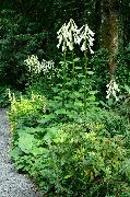 Velikan Lily bela Cvet