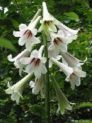 hvid Blomst Gigantiske Lilje (Cardiocrinum giganteum) foto