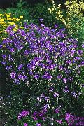 violetinė žiedas Pažinčių Augalas, Kupidono Lėkti (Catananche) nuotrauka