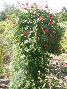 rot Blume Kardinal Bergsteiger, Zypresse-Rebe, Indisches Rosa (Ipomoea quamoclit) foto