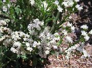 bianco Fiore Carolina Mare Lavanda (Limonium) foto