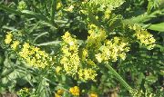 žltý Kvetina Carolina More Levandule (Limonium) fotografie