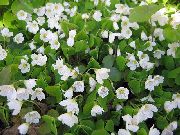 beyaz  Ahşap Kuzukulağı, Whitsun Çiçek, Yeşil Züppe, Uyku Güzellik (Oxalis) fotoğraf