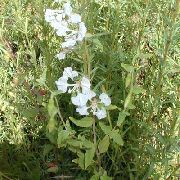 თეთრი  Clarkia, Garland ყვავილების, მთის გვირგვინი  ფოტო