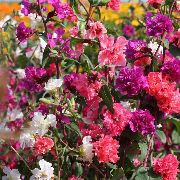 红  Clarkia，花环花，山茼  照片