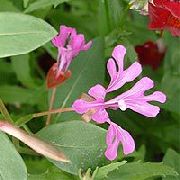 粉红色  Clarkia，花环花，山茼  照片