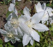 თეთრი ყვავილების Clematis  ფოტო