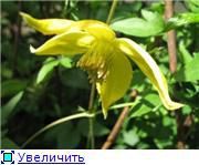 gelb Blume Klematis (Clematis) foto