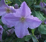 garden flowers light blue Clematis Clematis photos, description, cultivation and planting, care and watering