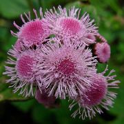розов  Конци Цвете (Ageratum houstonianum) снимка