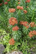 rød Blomst Rhodiola, Rosenrod, Sedum, Leedy Er Rosenrod, Stenurt  foto