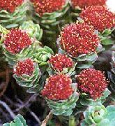 piros Virág Rhodiola, Roseroot, Sedum, Leedy A Roseroot, Kövirózsa  fénykép