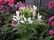 bijela  Pauk Cvijet, Pauk Nogu, Djeda Brkovi (Cleome) foto