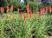 წითელი ყვავილების Red Hot Poker, ლამპარი ლილი, Tritoma (Kniphofia) ფოტო
