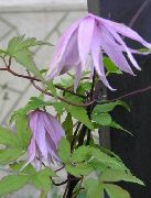 flieder Blume Atragene, Kleinblumige Clematis  foto