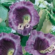 violetinė žiedas Katedros Varpai, Puodelis Ir Lėkštutė Augalų, Puodelis Ir Lėkštutė Vynmedis (Cobaea scandens) nuotrauka