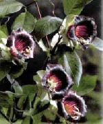 garden flowers claret Cathedral Bells, Cup and saucer plant, Cup and saucer vine Cobaea scandens photos, description, cultivation and planting, care and watering