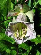 garden flowers lilac Cathedral Bells, Cup and saucer plant, Cup and saucer vine Cobaea scandens photos, description, cultivation and planting, care and watering