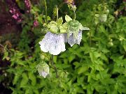svetlomodrá Kvetina Kapota Zvonček (Codonopsis) fotografie