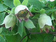 Bellflower Capó verde Flor