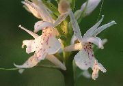 бял Цвете Ароматно Орхидея, Комари Gymnadenia  снимка