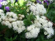 bílá  Floss Květina (Ageratum houstonianum) fotografie