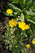 geel Bloem Gele Margriet (Chrysanthemum multicaule, Coleostephus myconis) foto