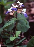 jasnoniebieski Kwiat Collins (Collinsia) zdjęcie
