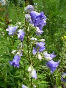 světle modrá Květina Campanula, Zvonek  fotografie