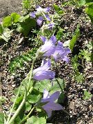 风铃，风铃草 紫丁香 花